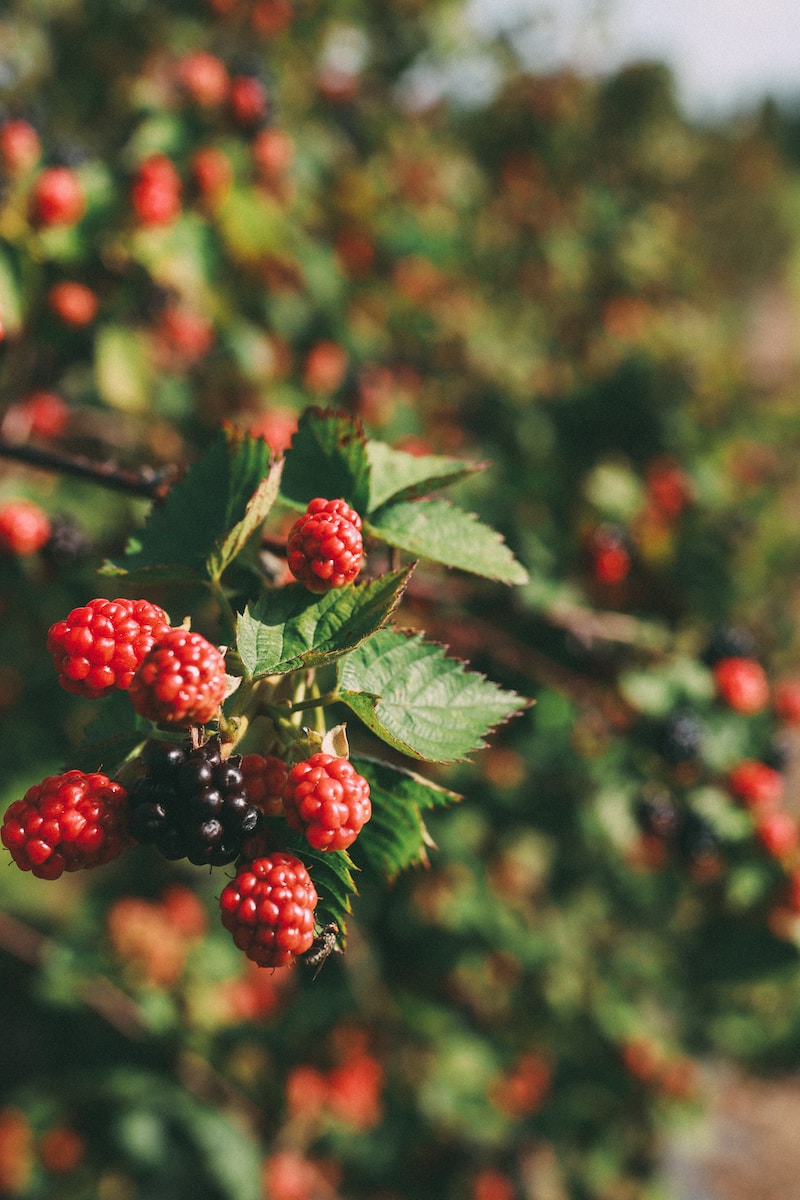berries on a bush with green leaves and red berries