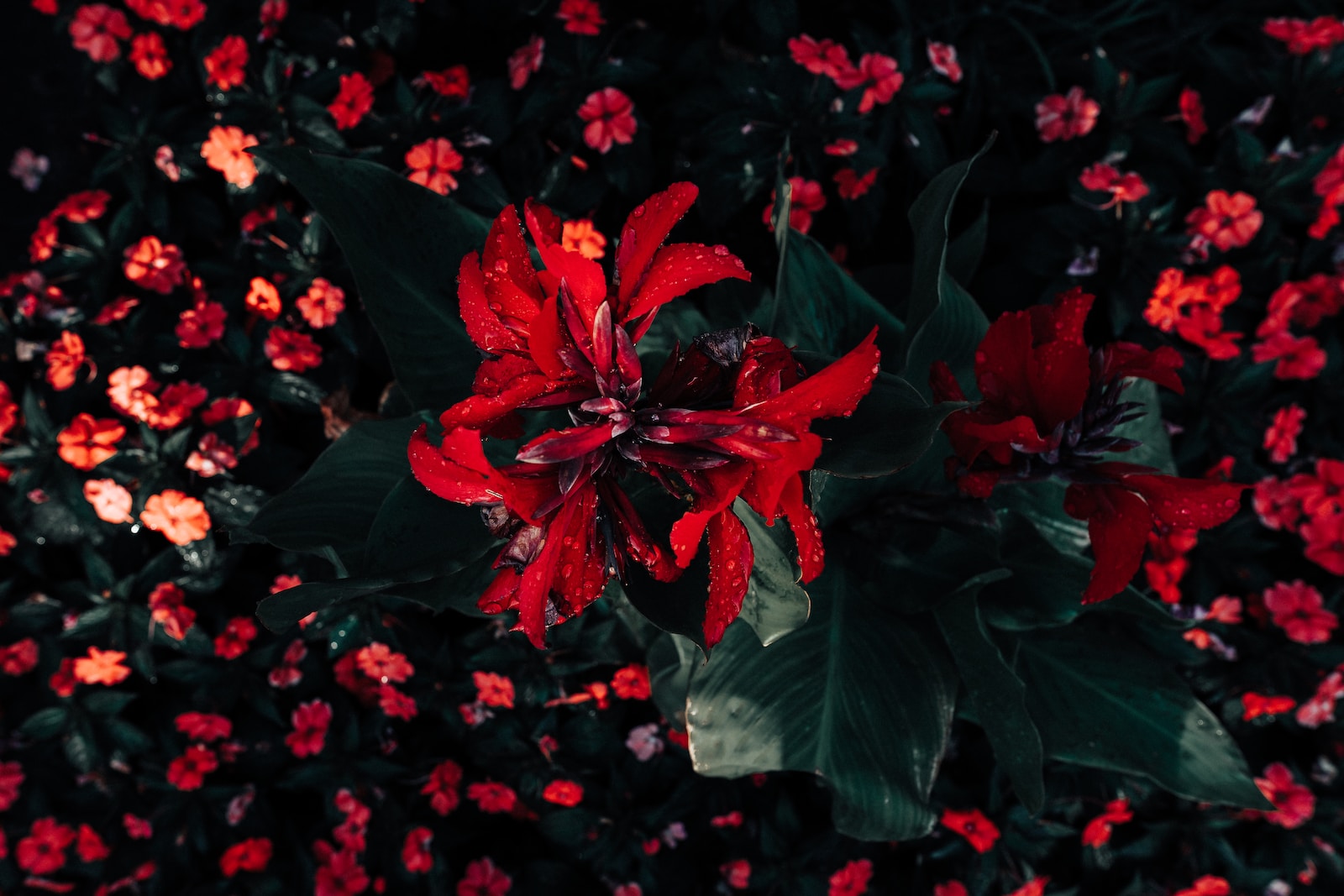 red broad petaled flowers