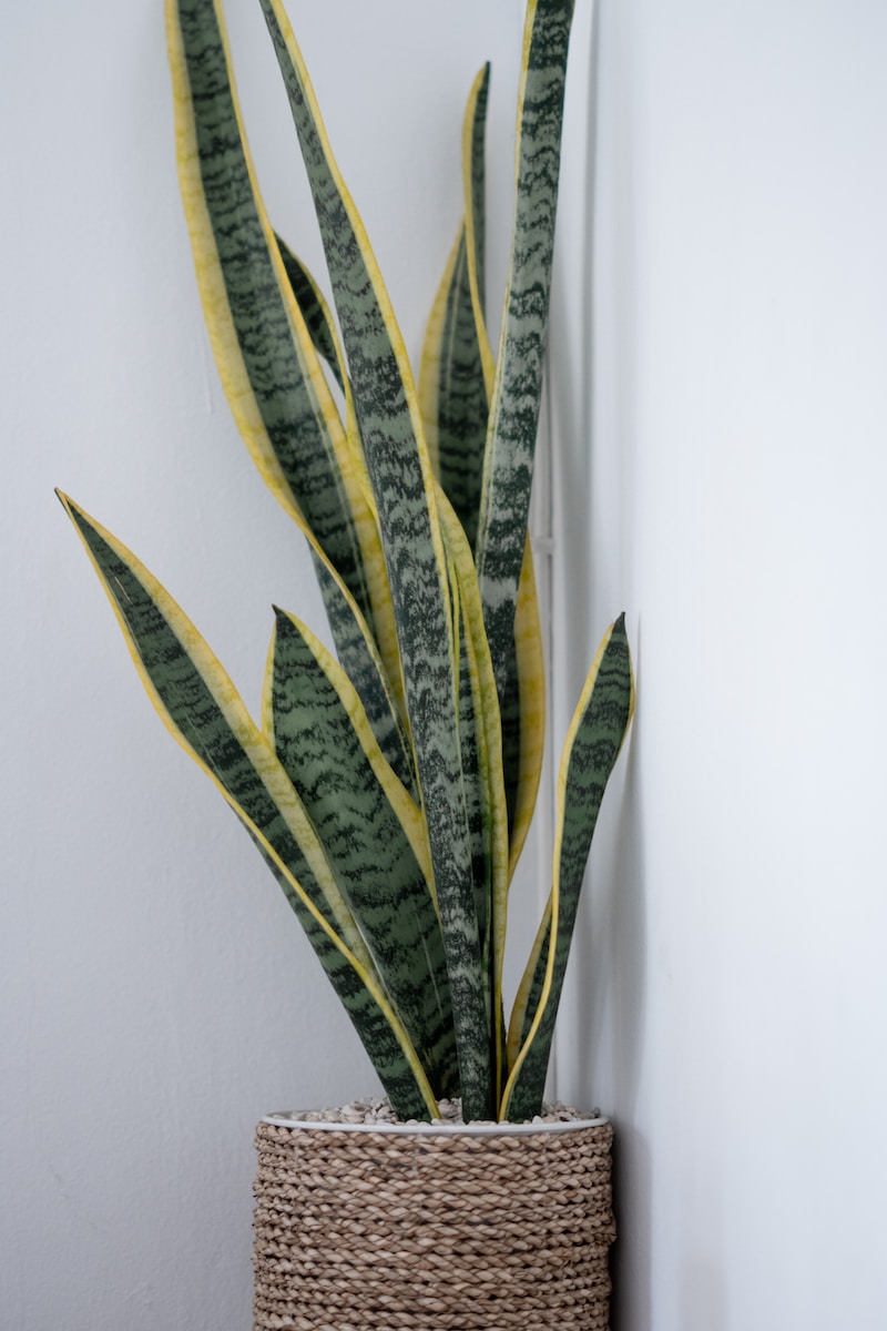 gold snake plant near white wall
