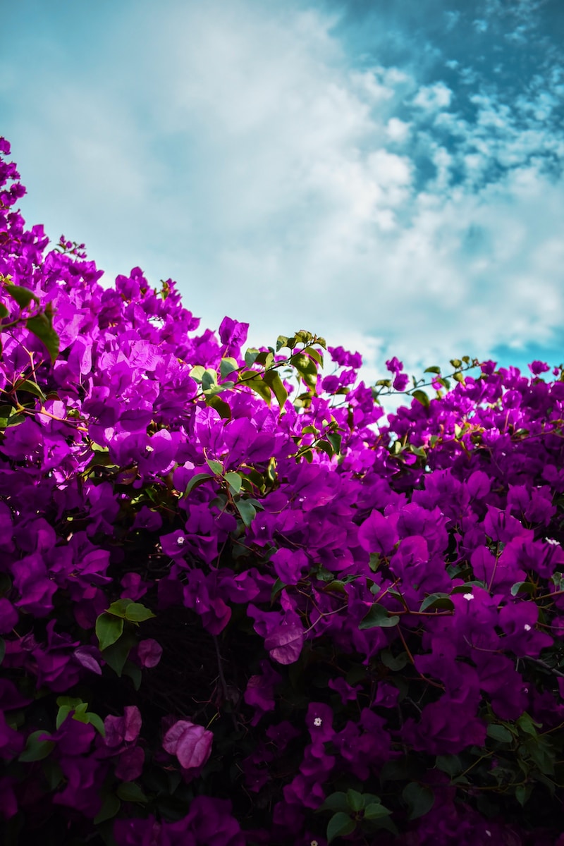 meadow purple flowers