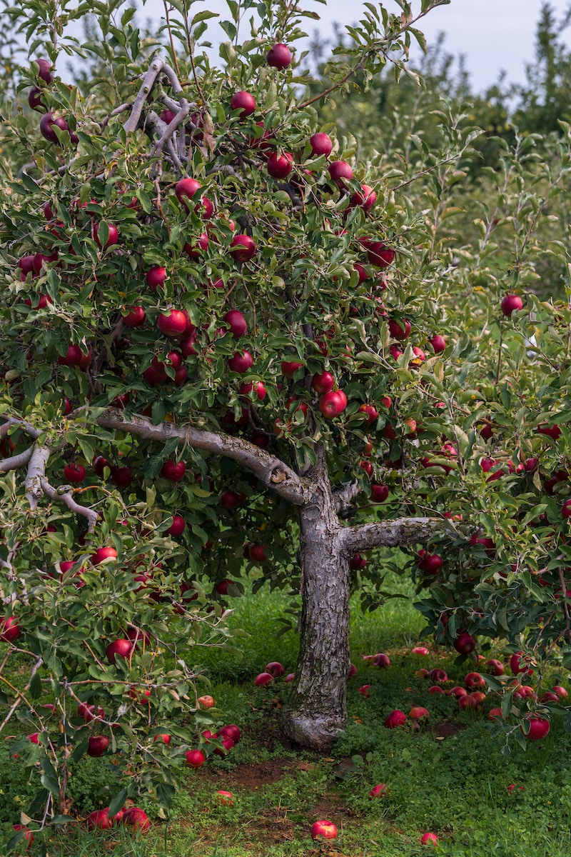 an apple tree filled with lots of red apples