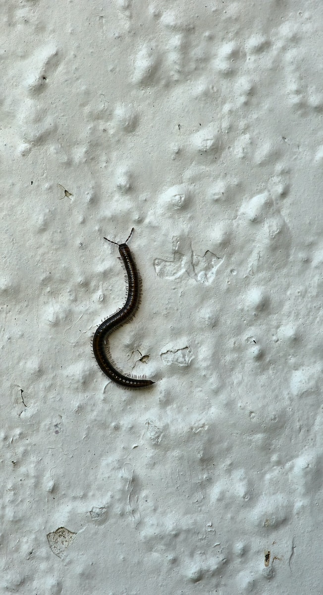 black and brown caterpillar on white concrete wall