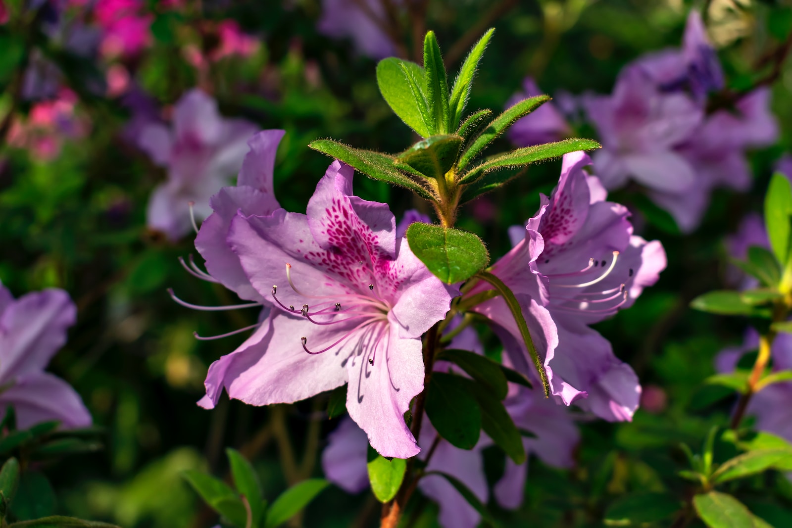 a close up of purple flowers with green leaves