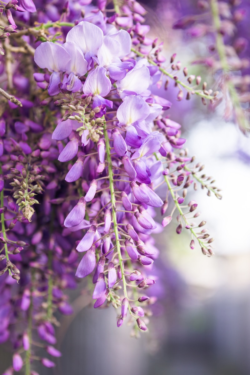 selective focus photography of wisteria flowers during daytime