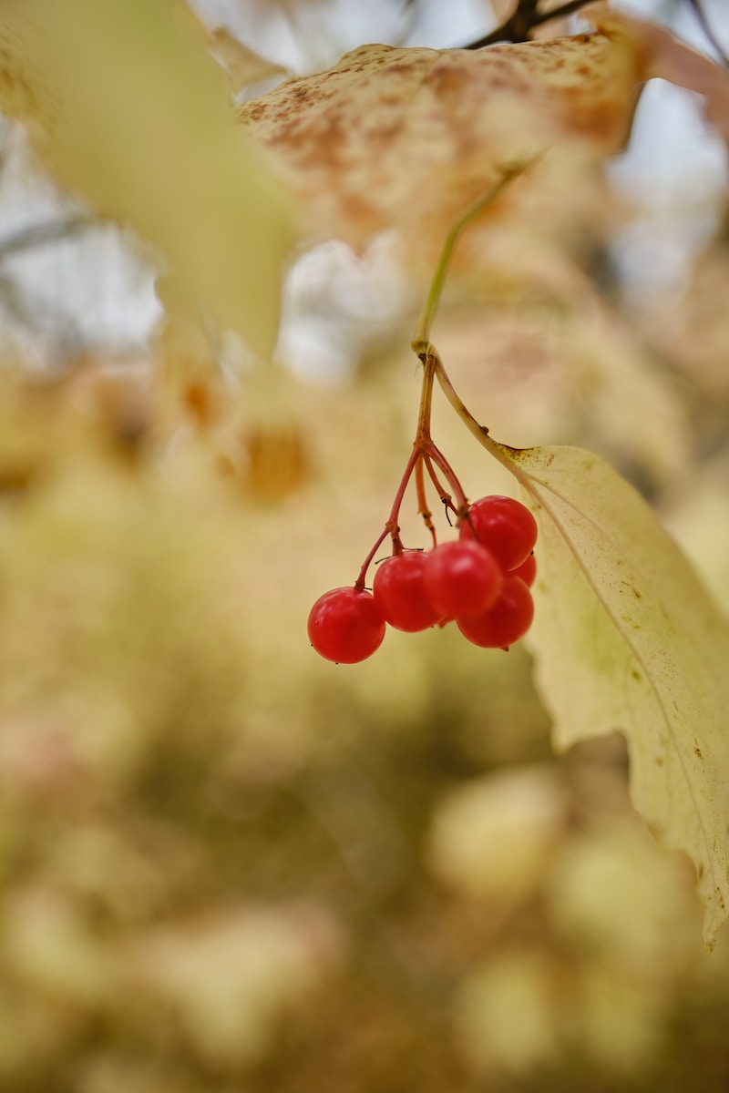 red round fruits on brown stem