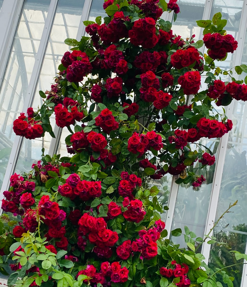 a large bush of red roses growing in a greenhouse