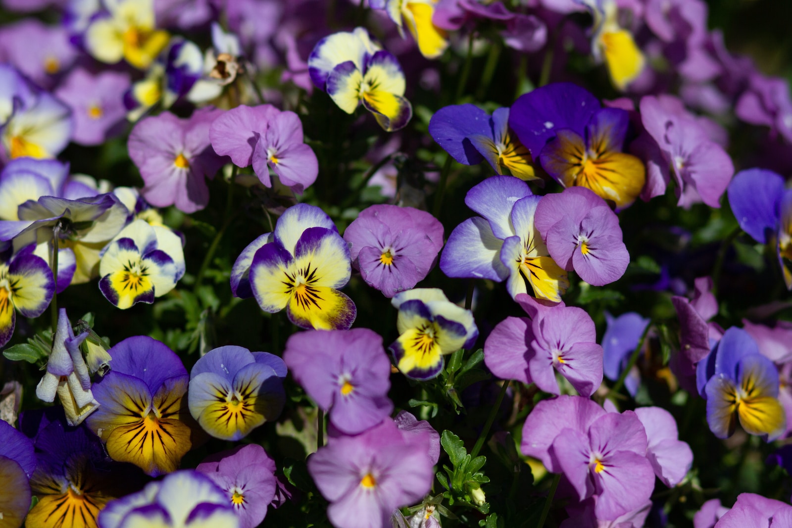 purple and yellow flowers in tilt shift lens