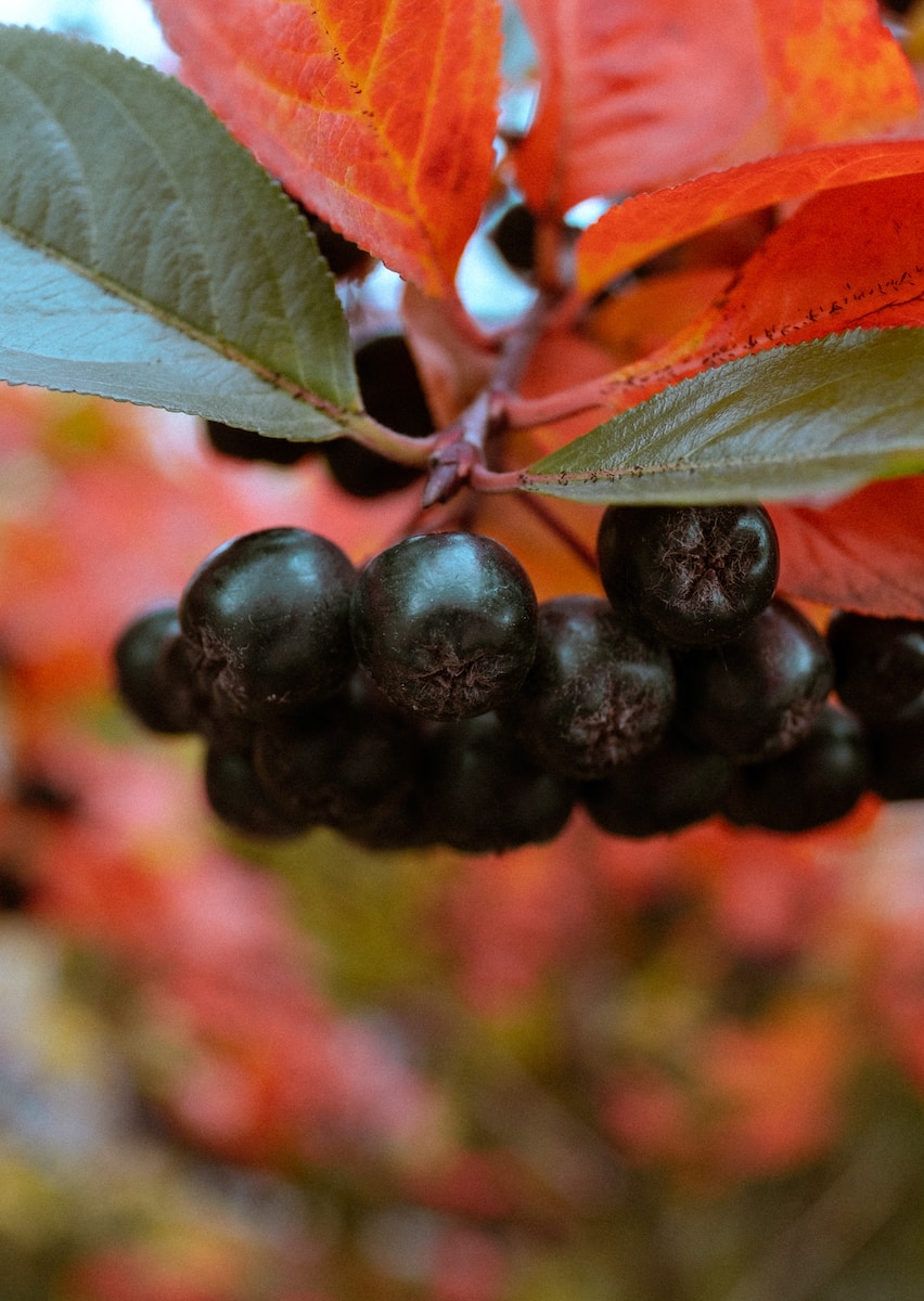 a close up of berries on a tree branch