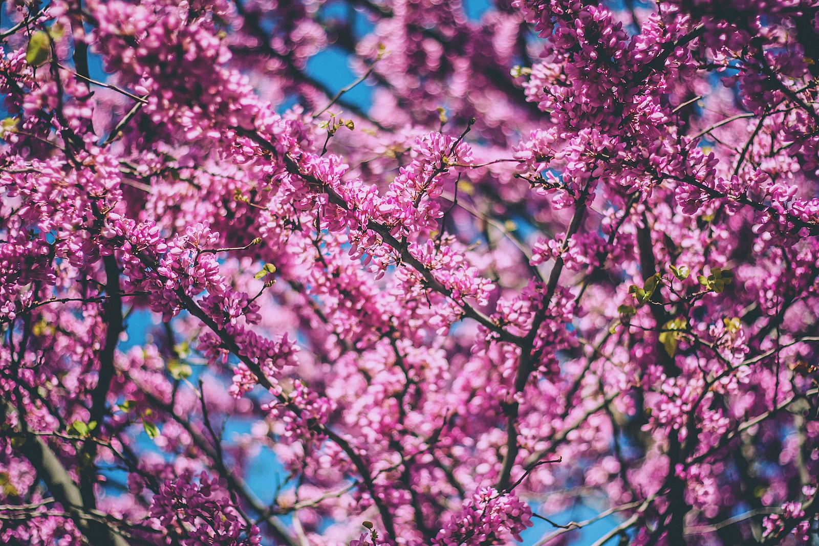 pink flowered tree