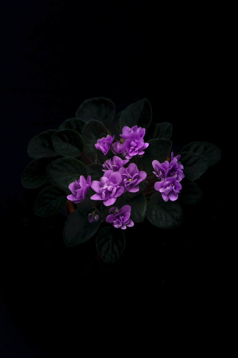 closeup photography of purple-petaled flower