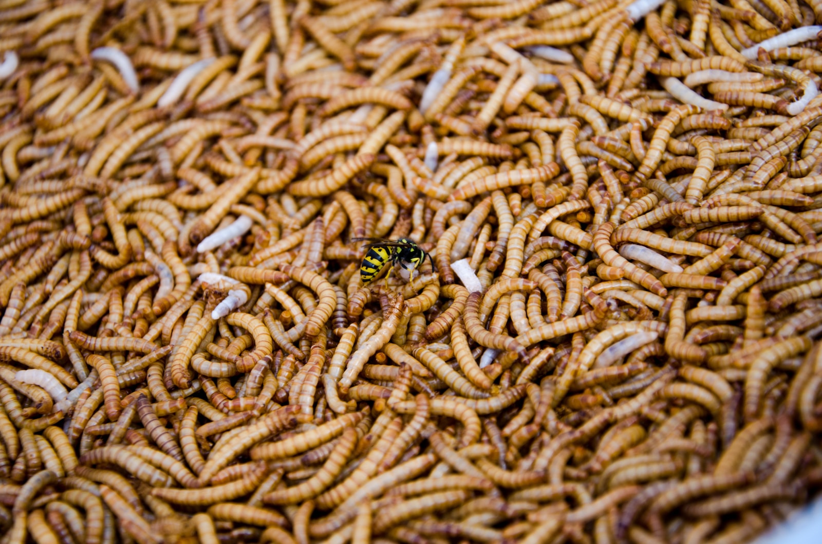 green and black insect on brown textile