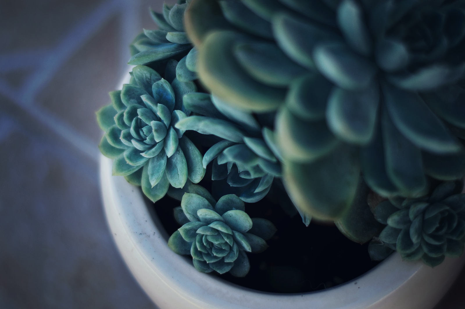 selective focus photography of green succulent and white ceramic pot