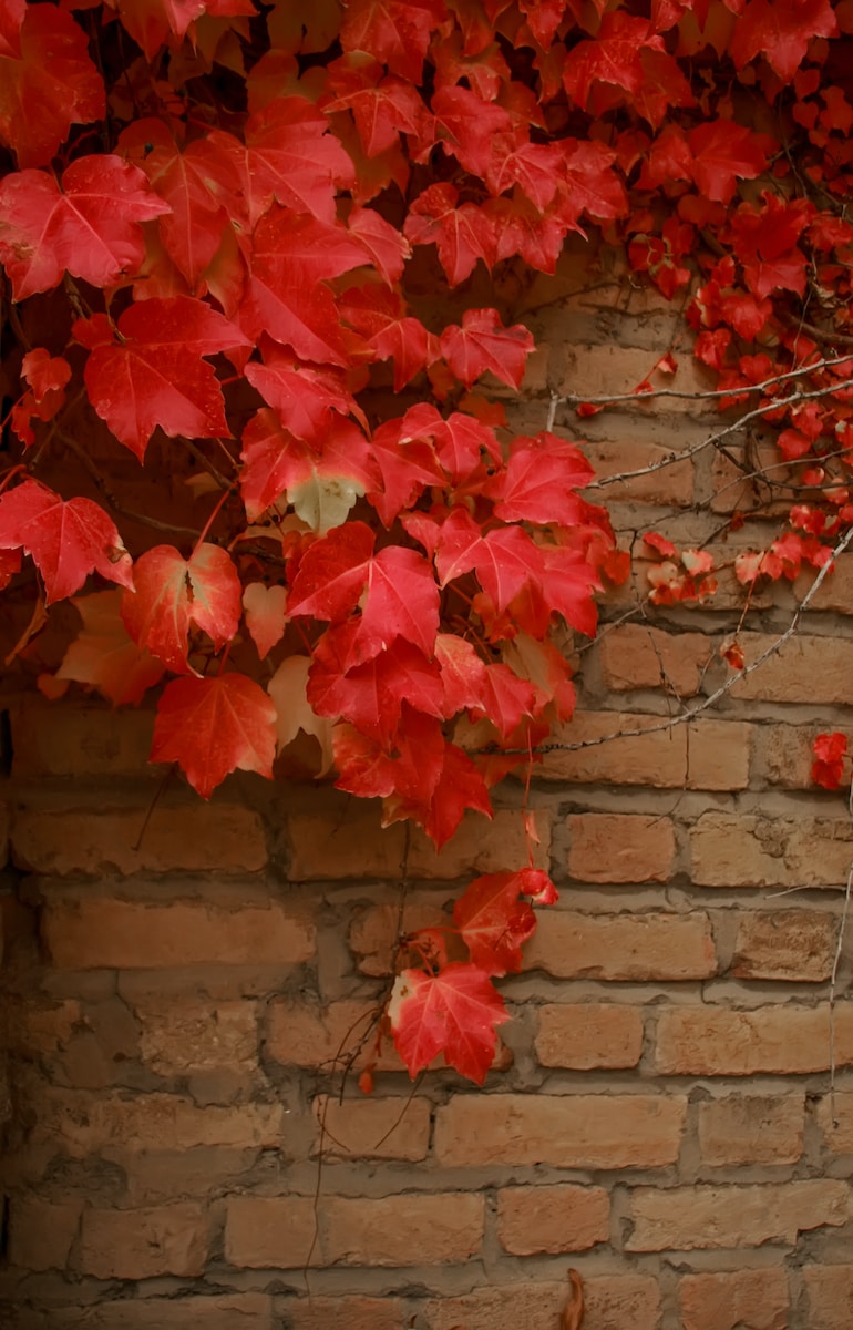 a brick wall with red leaves on it