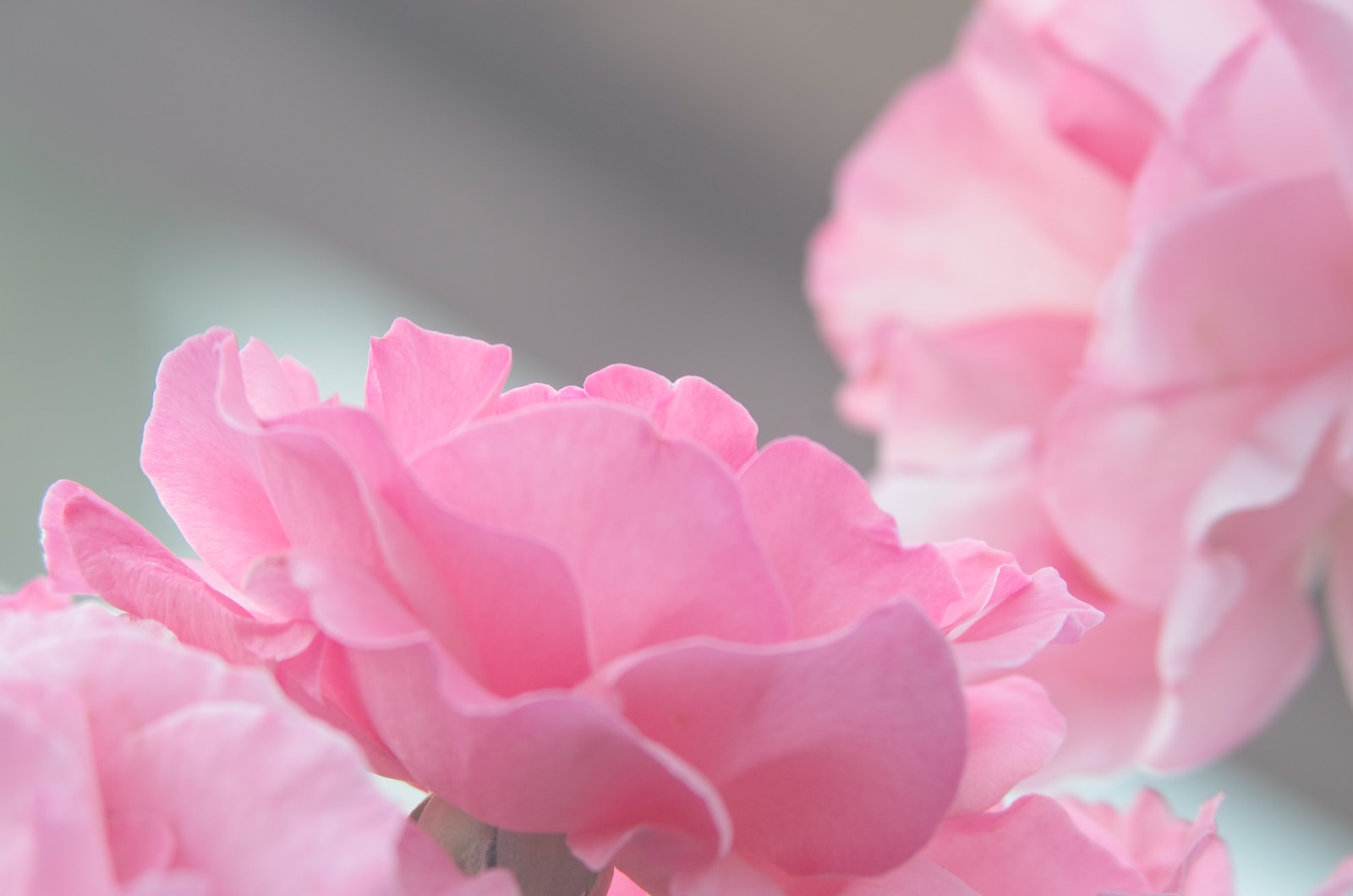 pink flowers in selective focus photography