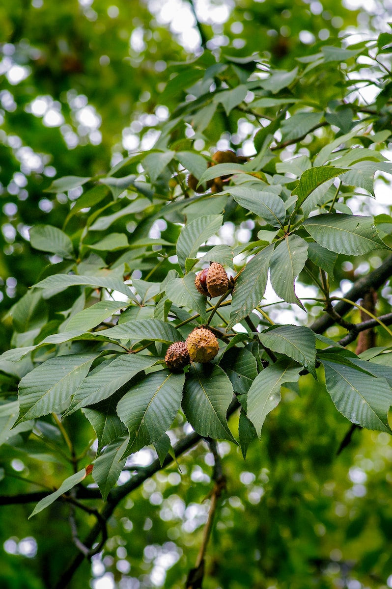 green leaves with brown fruit