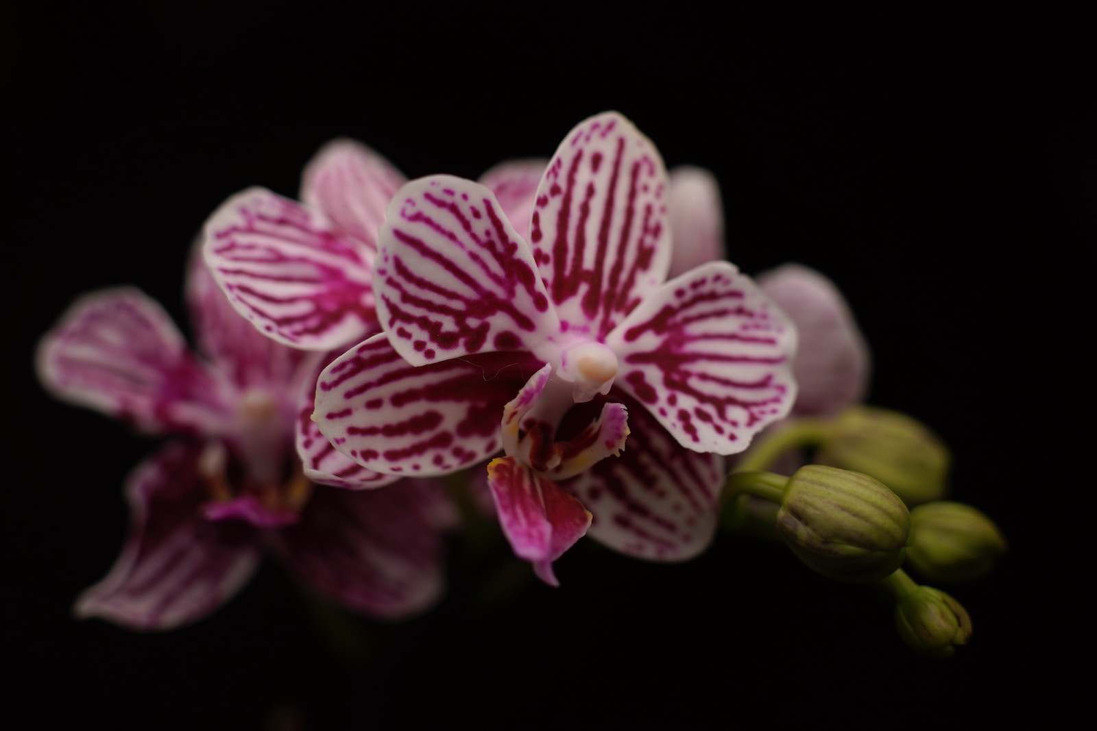 purple and white moth orchid in bloom