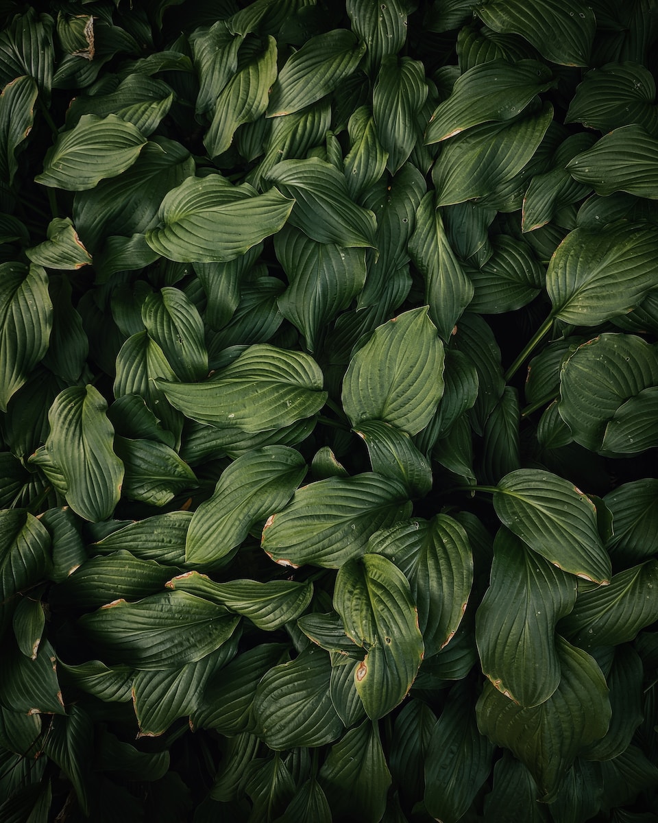 green leafed plans