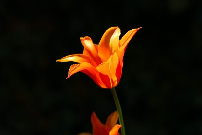 orange petaled flower