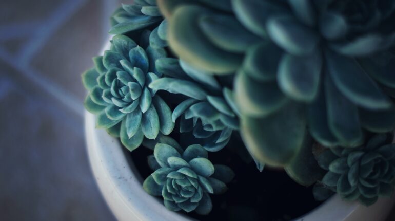 selective focus photography of green succulent and white ceramic pot